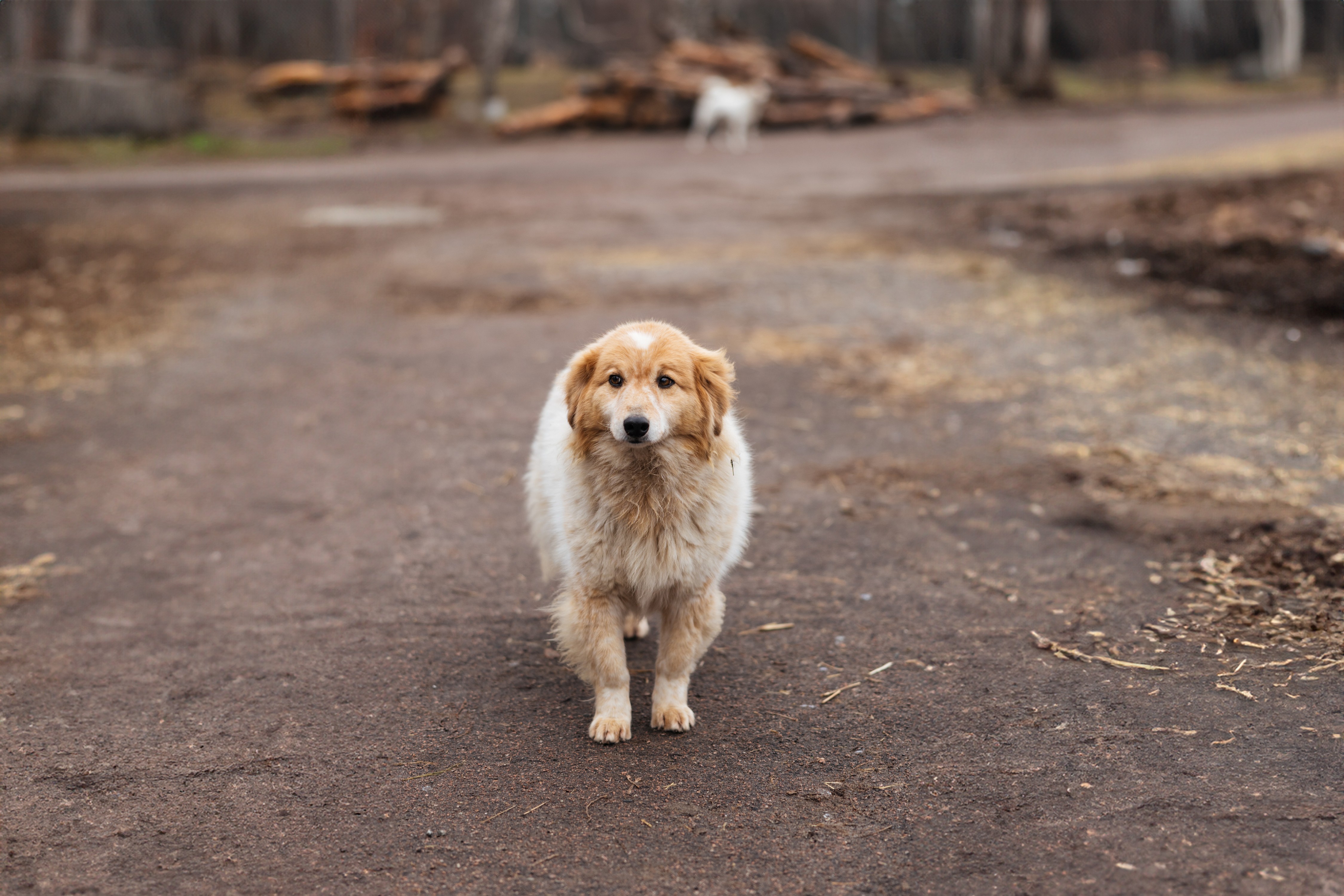 Собака в притулку